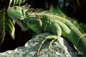 最受喜爱的‘宠物化石’--绿鬣蜥（Green iguan）图片