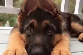 公开课|世界上最受欢迎的工作犬——德国牧羊犬图片