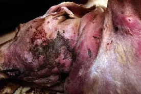 流浪狗被人用火将脖子烧烂，幸运的是它找到了一个好主人图片