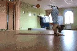 用猫练瑜伽，提臀效果加倍图片