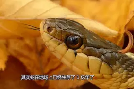 蛇为啥会经常吐信子，还会来回摆动自己的舌头？实验结论得出答案视频封面