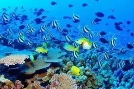 深圳有这么多潜水好去处，体验美美的海底世界！图片