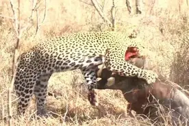 花豹活吃疣猪，疣猪肚子都被咬开突然攻击花豹，结局你猜怎样图片