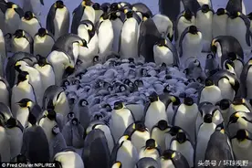 严寒的冬天，企鹅到底要怎么样才能度过呢图片