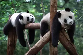 快背上你的偶像包袱——刘嘉玲！图片