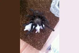 巨型蜘蛛秒杀小白鼠，没想到这家伙凶残的动作后长得竟然也这么美图片