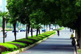 贵阳园林绿化早发现：树木晚上也会大睡觉图片