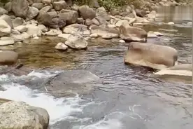 小溪湍急的流水里钓鱼，真正的野生溪鱼视频封面