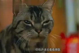 这老鼠要么是疯了，要么是挣钱不要命了，看见猫竟然不跑！视频封面