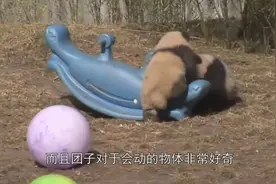 为啥大熊猫总喜欢抱饲养员大腿说出来你可能想笑