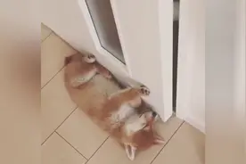 柴犬在门边睡着了，主银开门也弄不醒它，太蠢萌了图片