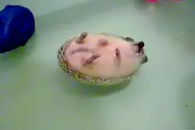 一只洗澡时喜欢游泳的刺猬，当主人把刺猬翻过来时，漂着太享受了图片