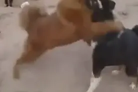 鬼獒和藏獒打架