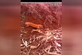 野外救助黄鼠狼，原来黄鼠狼长这样图片