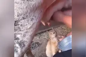 原来喵星人是这样喝奶的，真让我大开眼界图片