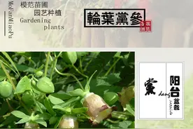 北方特种蔬菜轮叶党参人工栽培技术图片