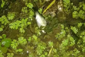 农村河里趣事，青蛙吃小鱼。图片