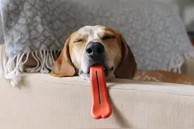 国外新发明的狗狗咀嚼玩具，主银你出来~我保证不咬你~图片