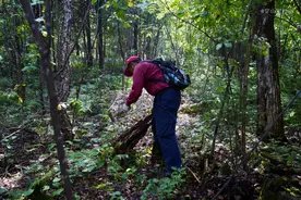 红松明子，小兴安岭原始森林中，化腐朽为神奇的宝物图片