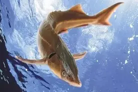 钓鱼技巧：挑战巨物之鲟鱼要点图片