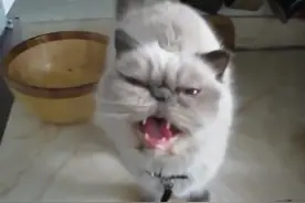 一只守护香蕉的猫咪，只要主人动香蕉它就有反应：别动我的香蕉！图片
