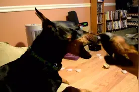 实拍两条杜宾犬吵架，这架势跟泼妇骂街没区别，邻居怎么受得了？图片