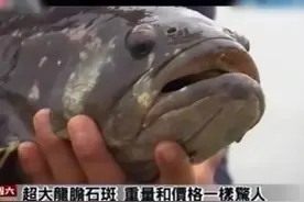 龙胆石斑鱼的价格和他的体重一样惊人，小伙讲述龙胆石斑鱼养殖技视频封面