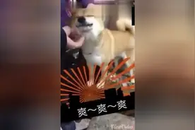 柴犬看到主人回家，狗脸都笑成菊花了图片