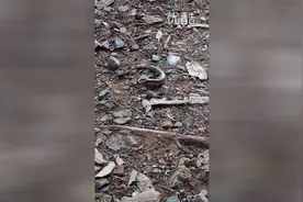 大蜈蚣对抗小蜥蜴，谁会胜出呢？视频封面