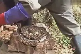 长见识了，一个马蜂窝六七十斤，这都有人养殖？视频封面