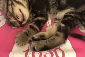 趴在主人身上睡觉的小奶猫，简直萌翻了！视频封面