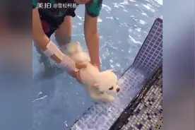 各种狗狗游泳，正宗的狗刨，被狗狗萌翻了图片