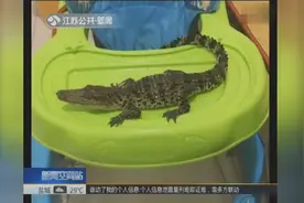 宿迁古黄河边发现鳄鱼 市民意外捕获图片