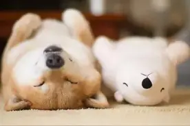 爱和自己的北极熊玩具一起睡觉的柴犬 Inu Maru！图片