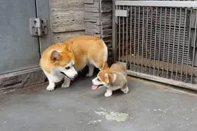 柯基妈妈教柯基宝宝如何坐下，小柯基一直学不会妈妈只好使出绝招图片