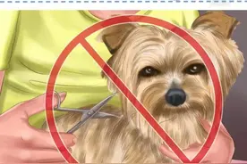 寒冬中，怎样让狗狗感到温暖？[方法大全]图片