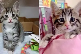 斗鸡眼＋衰脸的担忧猫，长得呆却会主动治愈受伤同伴！图片