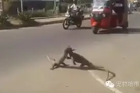 蜥蜴街头搏杀，无视行车路人只在乎输赢图片