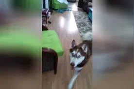 主人把狗绳放在沙发上，二哈想出去玩，自己又去把狗绳叼来给主人图片