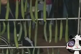 小伙坐轮椅练习飞牌数年，能横切黄瓜、易拉罐强过飞刀！视频封面