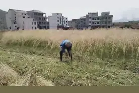 农村81岁老人依然下田收割油菜籽，看完心酸！图片