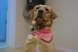 狗狗叛逆，主人让它卧倒它却站着，主人让它敬礼它却卧倒视频封面