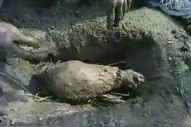 实拍叫花鸡制作，把裹了泥巴的鸡埋土了就可以点火了图片