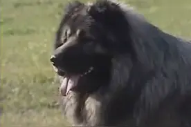 开门铁将军----高加索犬图片