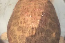 1000元买只大甲鱼，13.2斤，抓鱼老师傅卖的图片