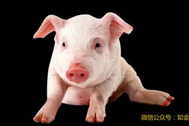收藏资料曝光，这样养猪真的不生病！？图片