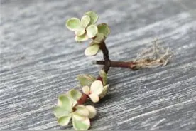 雅乐之舞的扦插技巧图片