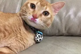 萌宠趣事第674：一只偷吃火龙果的猫咪，这口红涂的很标准！图片