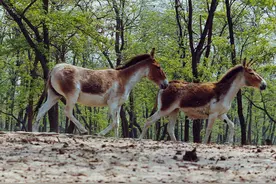 他们都在讨论里约奥运会，我们来看看更好玩的“动物奥运会”吧图片