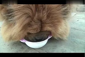 萌犬仁球可爱松狮用鼻子吹泡泡